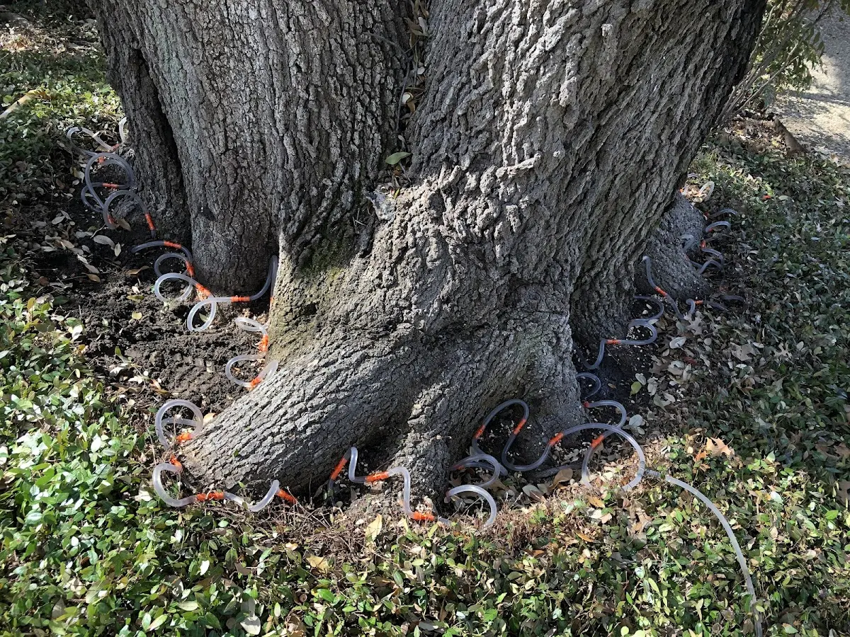 Detailed Tree Cabling and Bracing job site in Southington