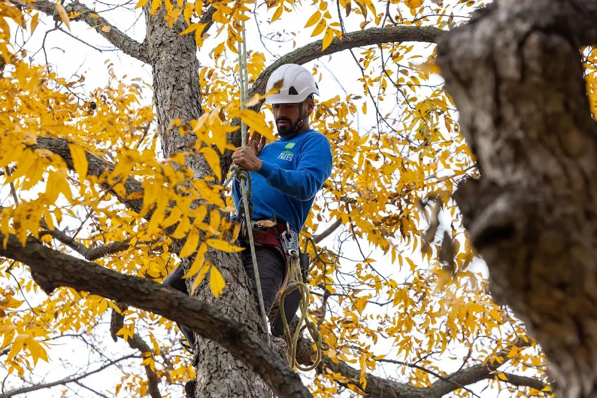 Skilled Tree Transplanting crew working in Southington