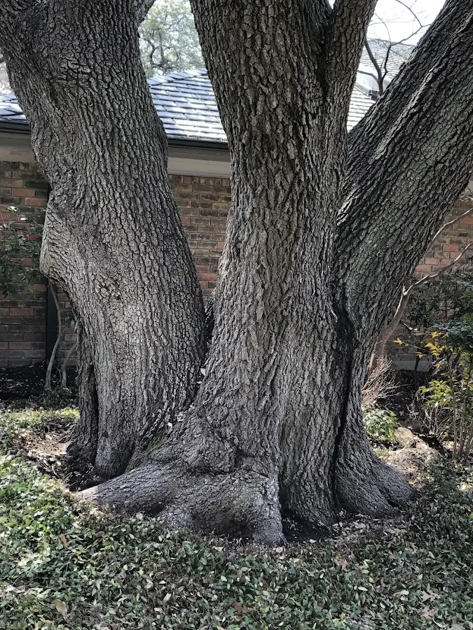 Mature heritage tree close to a Southington property cared for by certified arborists